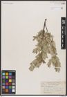 Foto von Salix brachycarpa Nutt.